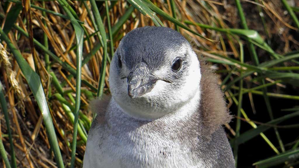 Magellanic Penguin, Isla Martillo 8676