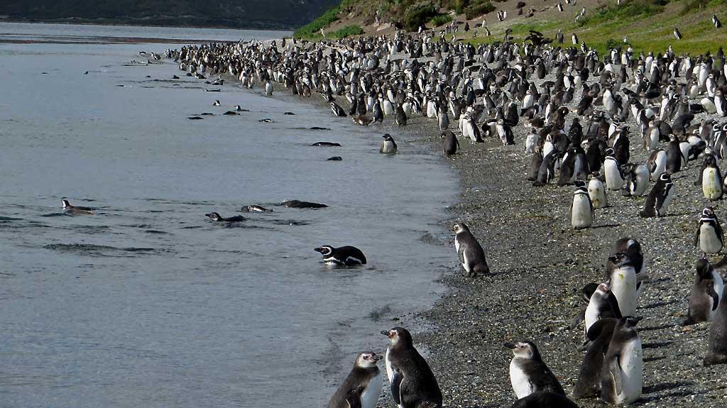 Magellanic Penguins, Isla Martillo 1554