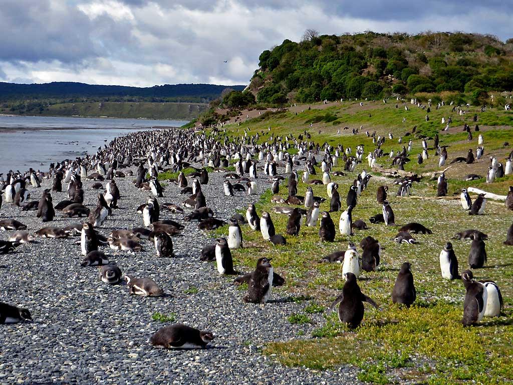 Magellanic Penguins, Isla Martillo 1568