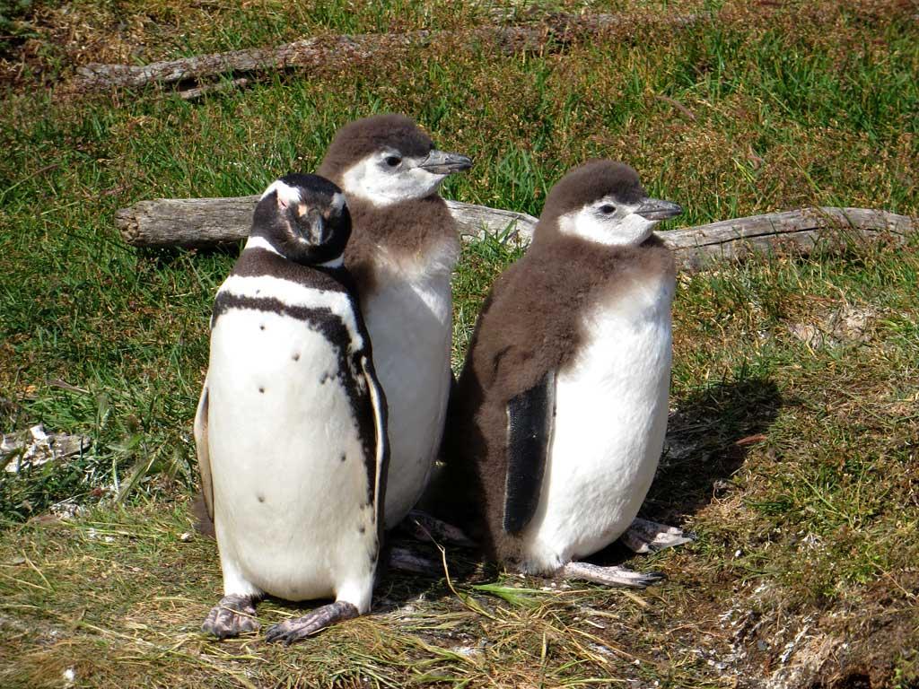 Magellanic Penguins, Isla Martillo 1595