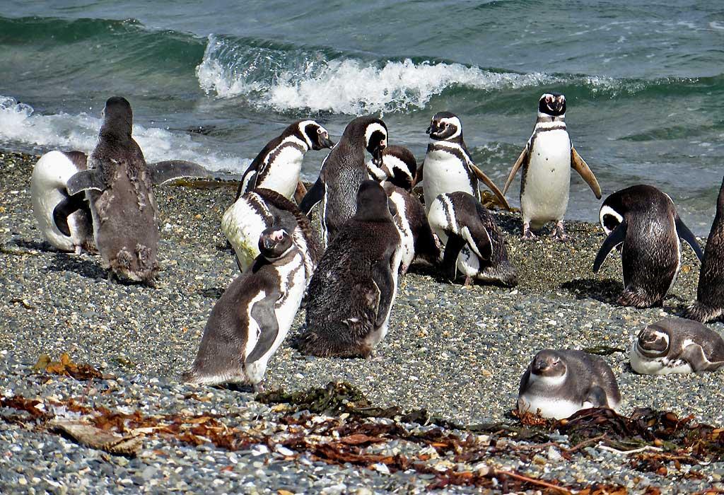Magellanic Penguins, Isla Martillo 1607