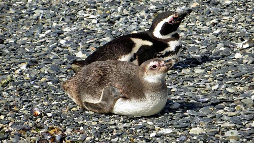 Magellanic Penguins, Isla Martillo 8601