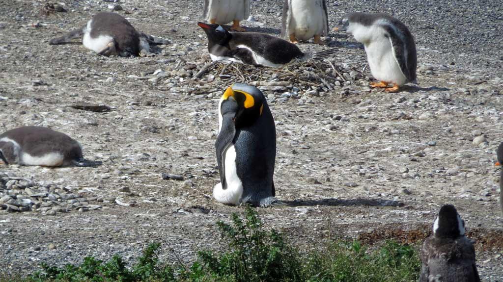 One King Penguin, Isla Martillo 1584