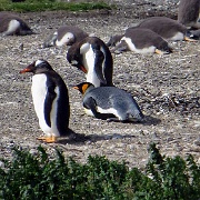 Gentoo Penguins and one King Penguin 8638.JPG