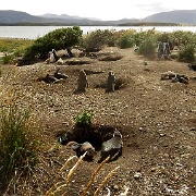 Magellanic Penguin burrows, Isla Martillo 8667.JPG