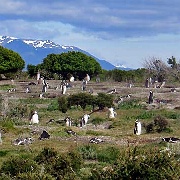 Magellanic Penguin burrows, Isla Martillo 8691.JPG