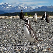 Magellanic Penguin, Isla Martillo 1562.JPG