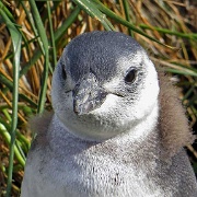 Magellanic Penguin, Isla Martillo 8676.JPG