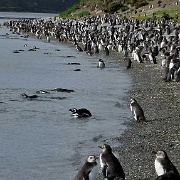 Magellanic Penguins, Isla Martillo 1554.JPG