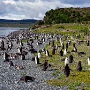 Isla Martillo Penguin Colony