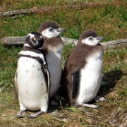 Magellanic Penguins, Isla Martillo 1595.JPG