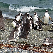 Magellanic Penguins, Isla Martillo 1607.JPG