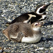 Magellanic Penguins, Isla Martillo 8601.JPG
