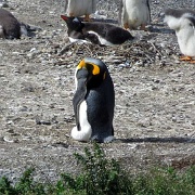 One King Penguin, Isla Martillo 1584.JPG