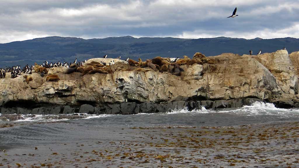 Cormorants and Sea Lions, Beagle Channel 8539