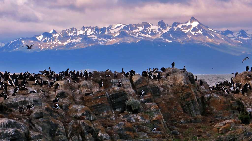 Cormorants, Beagle Channel, Ushuaia 8499