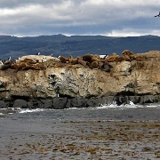 Cormorants and Sea Lions, Beagle Channel 8539.JPG