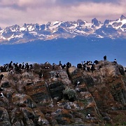 Cormorants, Beagle Channel, Ushuaia 8499.JPG