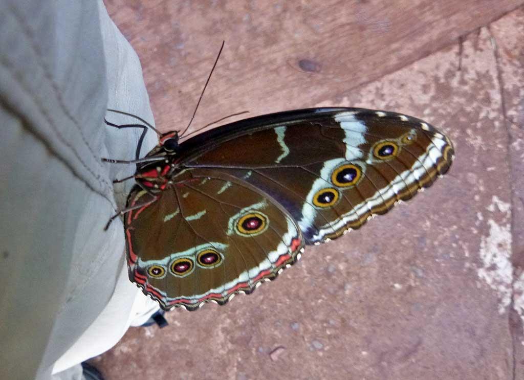 Butterfly, Parque de Aves, Iguacu 10641