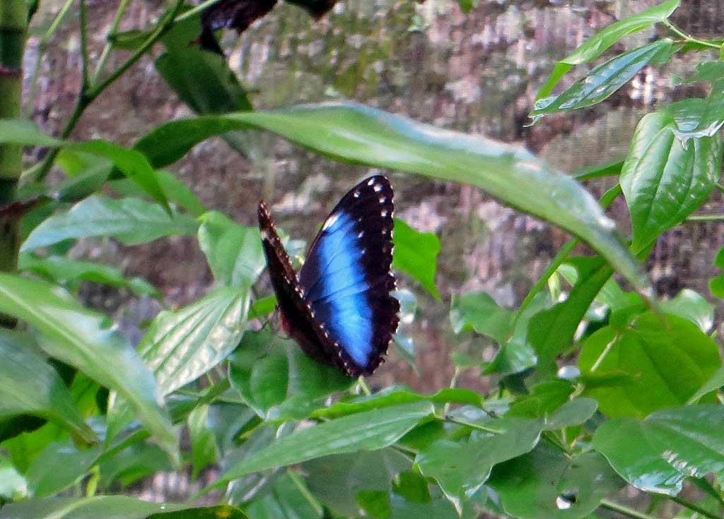 Butterfly, Parque de Aves, Iguacu 2199