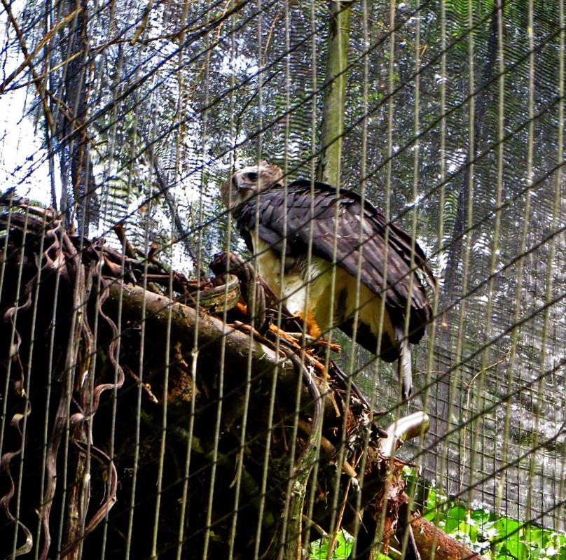 Eagle, Parque de Aves 2176