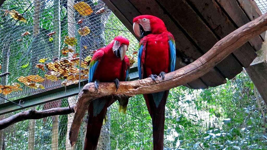 Macaws, Parque de Aves, Iguacu 2202