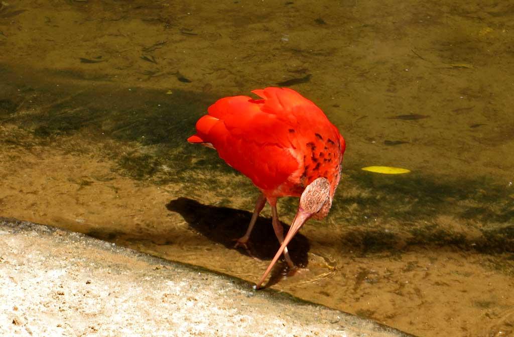 Parque de Aves, Iguacu 2119