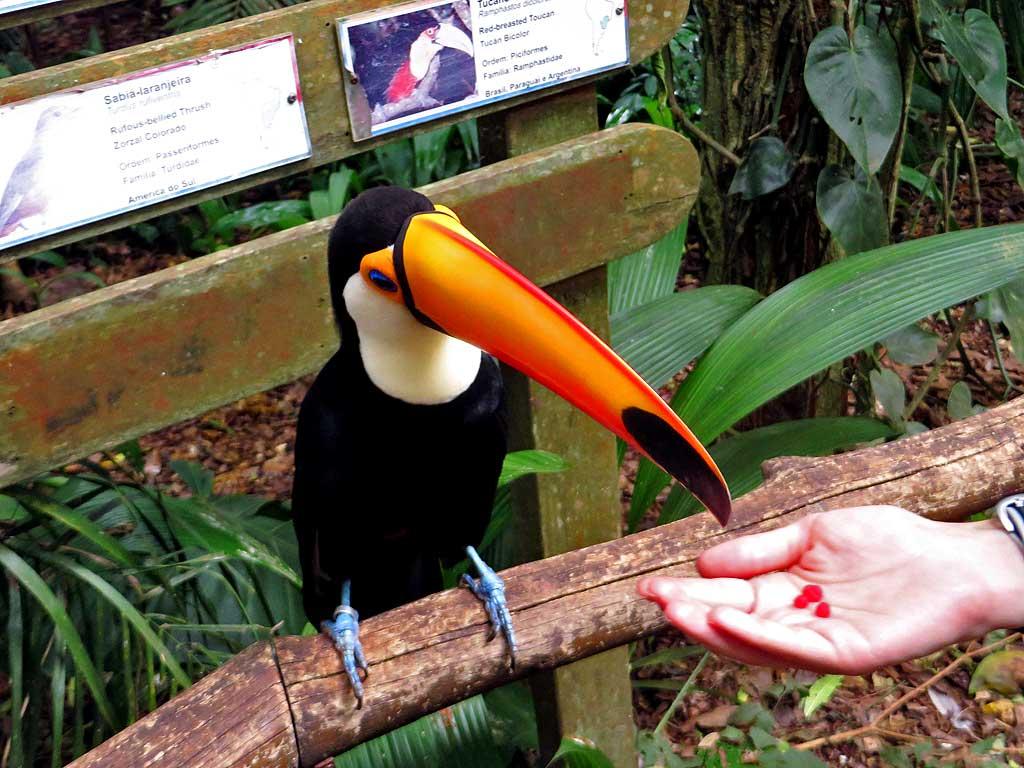 Toucan, Parque de Aves, Iguacu 2152