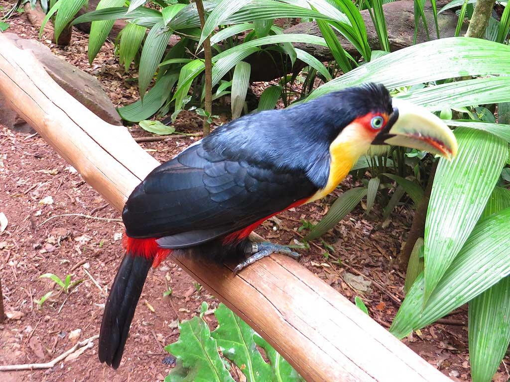 Toucan, Parque de Aves, Iguacu 2159