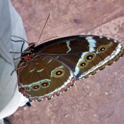 Butterfly, Parque de Aves, Iguacu 10641.JPG