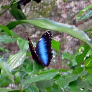 Butterfly, Parque de Aves, Iguacu 2199.JPG