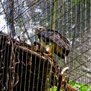 Eagle, Parque de Aves 2176.JPG