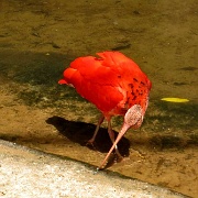 Parque de Aves, Iguacu 2119.JPG