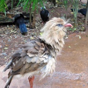 Parque de Aves, Iguacu 2150.JPG