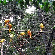 Parque de Aves, Iguacu 2189.JPG