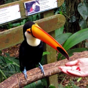 Toucan, Parque de Aves, Iguacu 2152.JPG