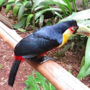 Toucan, Parque de Aves, Iguacu 2159.JPG