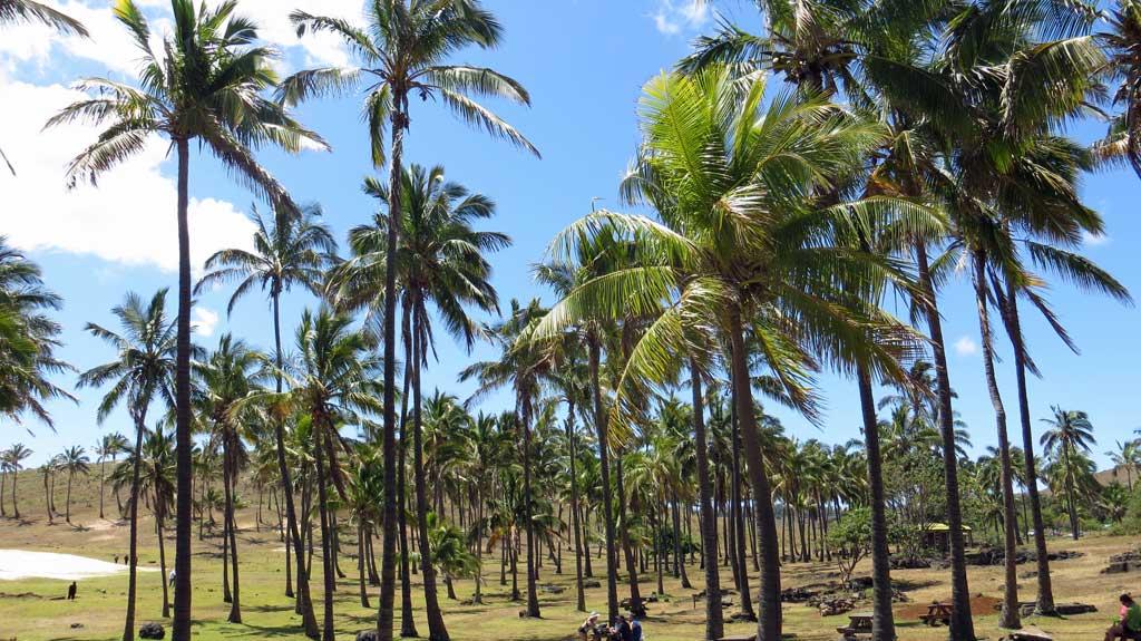 Anakena Beach palms