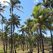 Anakena Beach palms.jpg