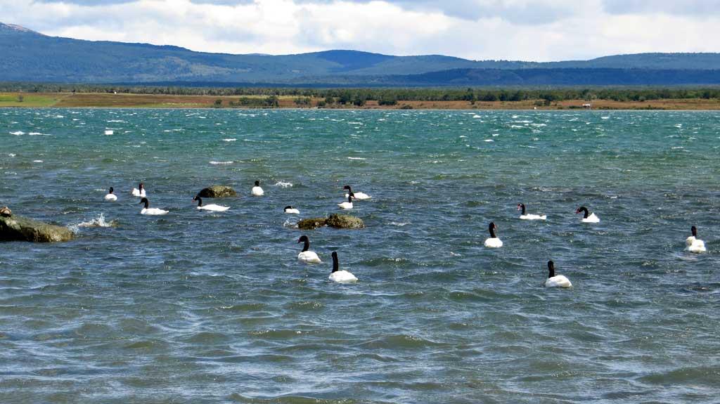 Black Swans, Puerto Natales 8220
