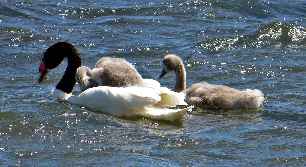 Black Swans, Puerto Natales 8226