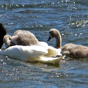 Black Swans, Puerto Natales 8226.JPG