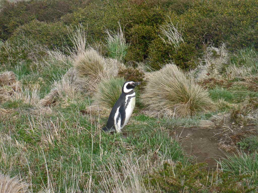Magellanic Penguin at Magdalena Island, Chile1