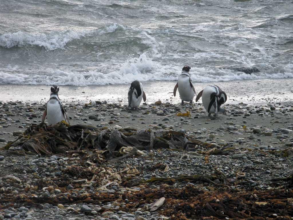 Magellanic Penguins at Magdalena Island, Chile 2