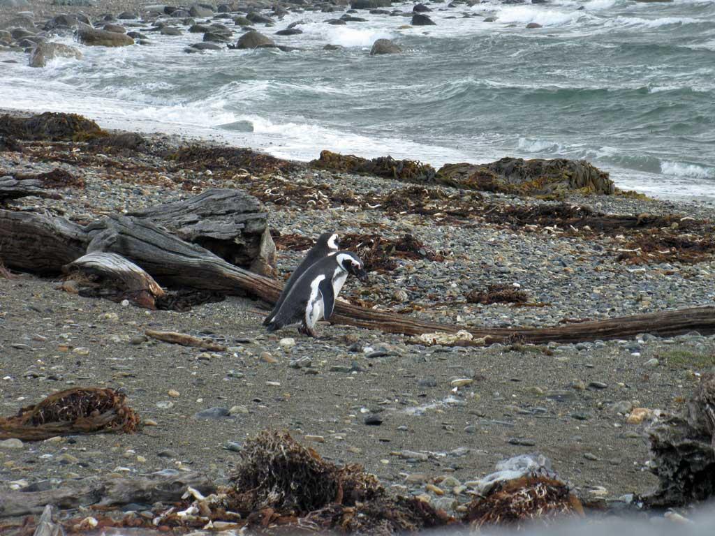 Magellanic Penguins at Magdalena Island, Chile 3