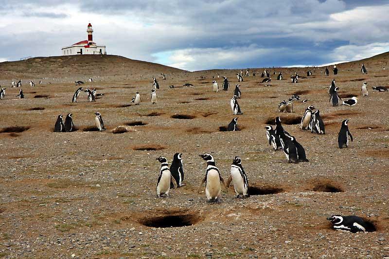 Magellanic Penguins at Magdalena Island, Chile 4350699