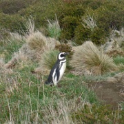 Magellanic Penguin at Magdalena Island, Chile1.jpg