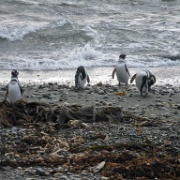 Magellanic Penguins at Magdalena Island, Chile 2.jpg