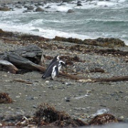 Magellanic Penguins at Magdalena Island, Chile 3.jpg