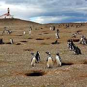 Magdalena Island Penguin Colony